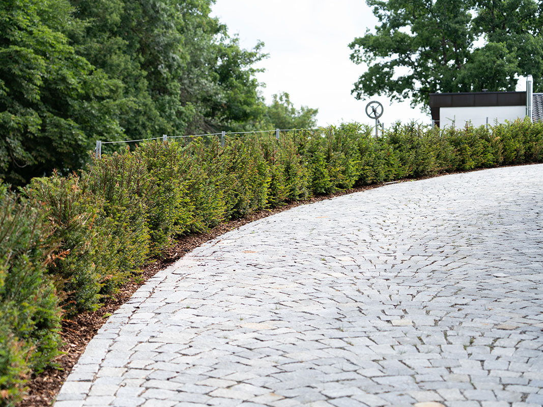 Abfallender Pflastersteinweg, links gesäumt von mehreren kleinen Tannenbäumen.