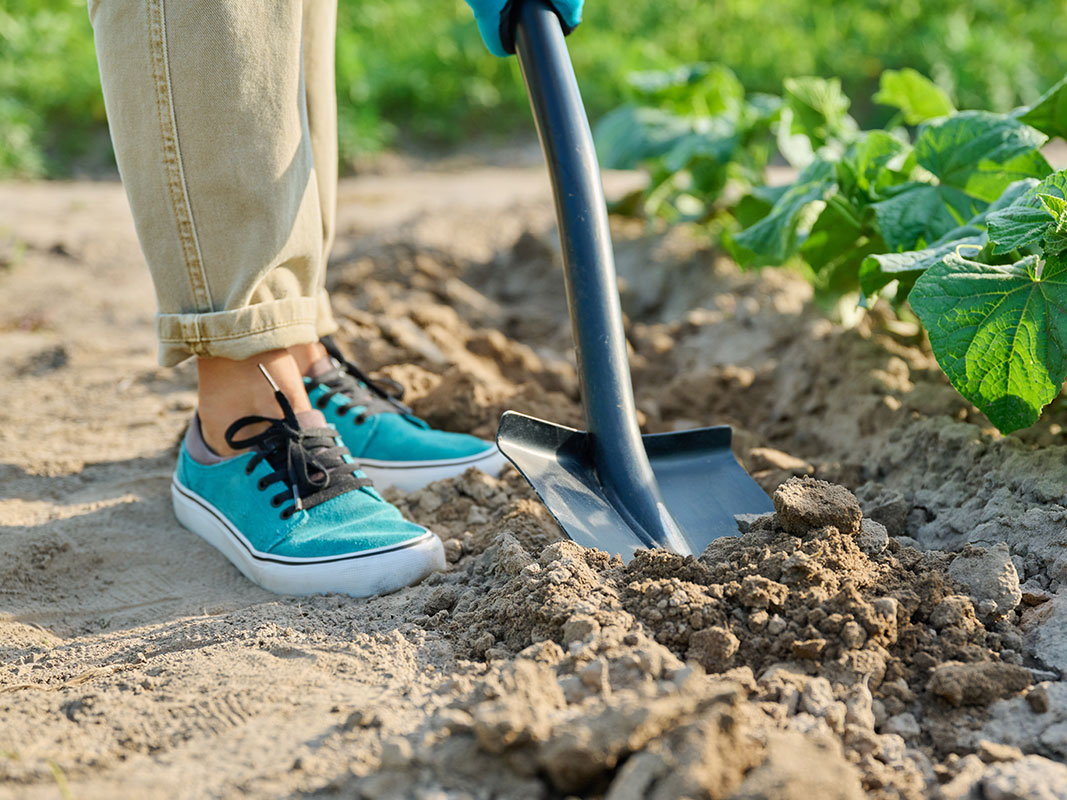 Frau bei der Gartenarbeit, nur Füße sichtbar, gräbt mit einer Gartenschaufel ein Loch.